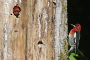 Red-breasted sapsuckers