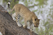 leopard