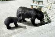 Backyard Visitors