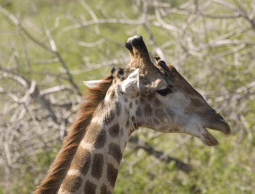 adult male and young giraffe with birds
