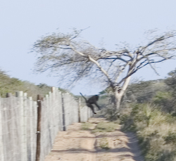 baboon jumping the fence