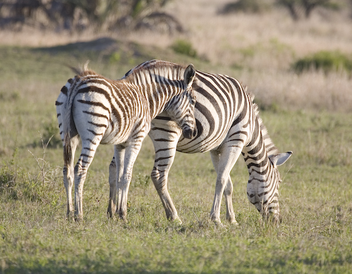 zebra foal with mom
