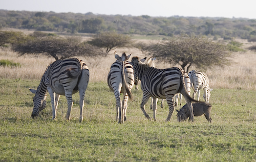 warthog with zebra herd