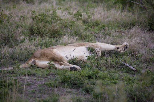 female lion stretching
