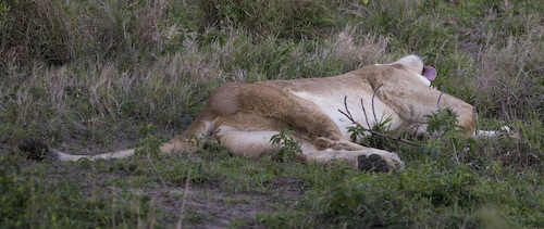 female lion waking