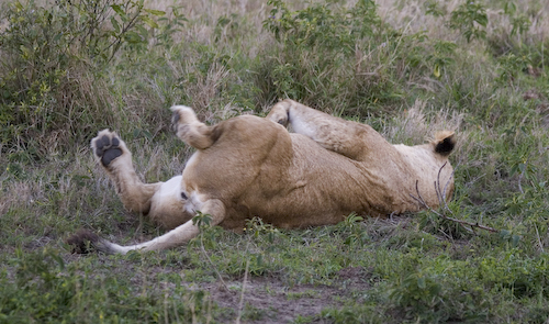female lion waking