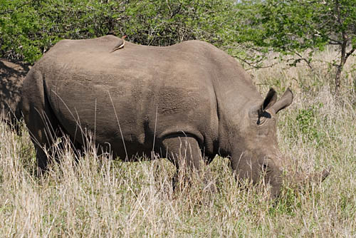 rhino with bird and scratches