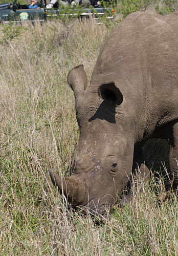 rhino with bidirectional ears