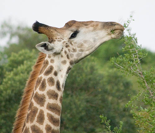 giraffe eating hook and pinch plant