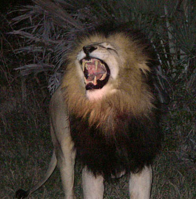 male lion with open mouth