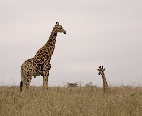 giraffe journey