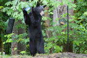 black bear