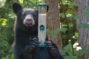 black bear