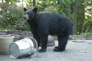 black bear