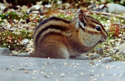 "Chippy" a little later...