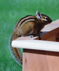"Chippy"
