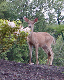 deer (Sony DSC-D700, ISO 200, 1/75, f2.4)