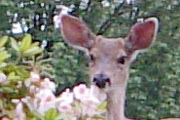 deer