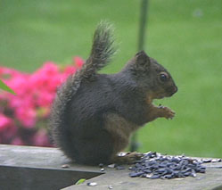 Squirrel