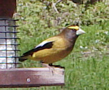Evening Grosbeak (Sony DSC-D700, ISO 200, 1/610, f6.2)