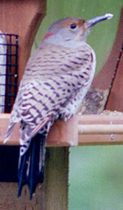 Northern Flicker (female)