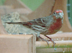 House Finch