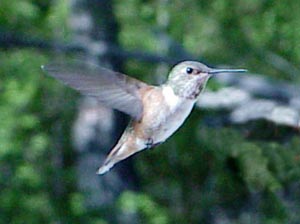 Rufous Hummingbird (Sony DSC-D700, ISO 200, 1/430, f5.2)