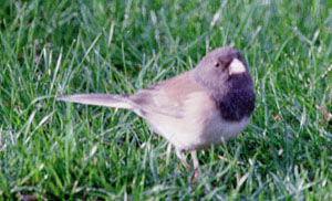 Dark-Eyed Junco ("Oregon")