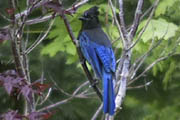 Steller's Jay