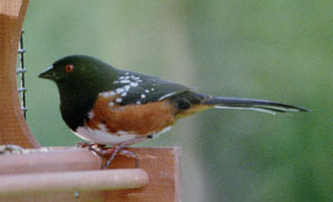 Rufous-Sided Towhee (male)