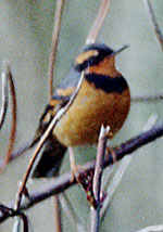 Varied Thrush