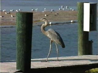 Photo of a Blue Heron