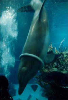 Dolphin Wearing Necklace