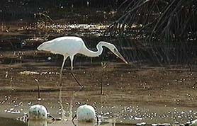 Photo of a White Egret