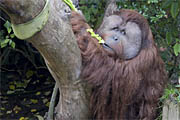 orangutan