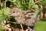 baby quail