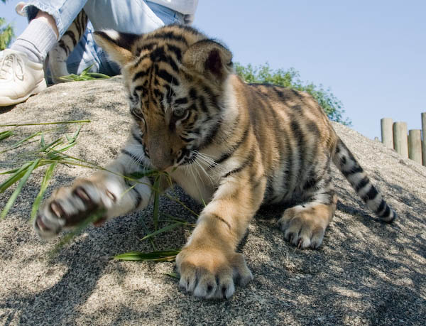 Tiger Cubs Playing