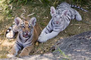 tiger cubs