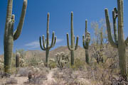 Saguaro Park West