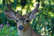 deer in our yard