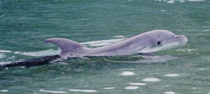 Dolphin