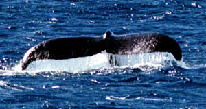 Humpback Whale Fluke