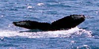 Humpback Whale Fluke