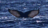 Humpback Whale Fluke