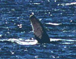 Humpback Whale Pectoral Fin