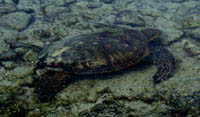turtle
