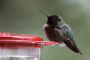 hummingbird