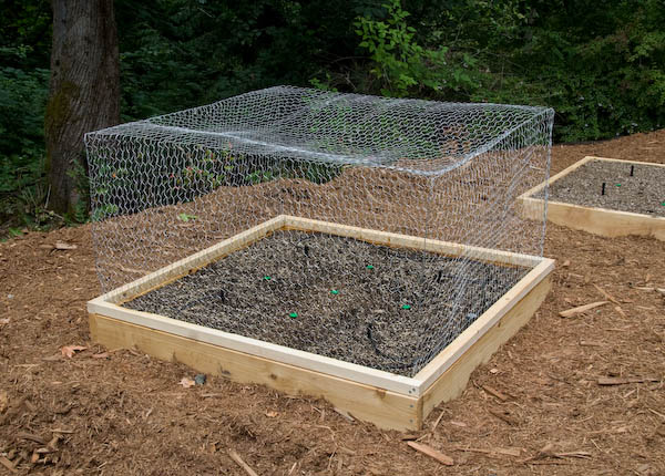 box with cage