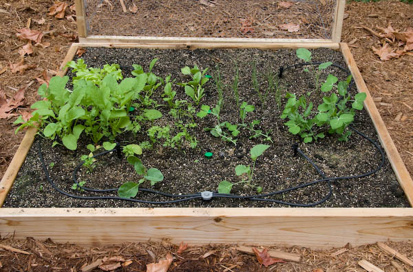 veggies!