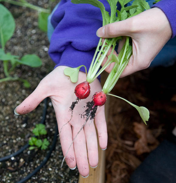 radishes